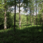 Sommerwald