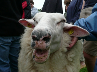 Friesische Schafskäserei