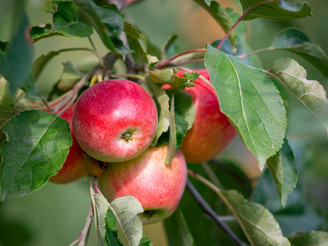 Äpfel in Müncheberg