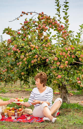 Picknick unterm Apfelbaum