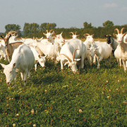 Ziegen vom Ziegenhof Zollbrücke