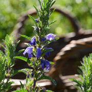 Drachenkopf Anbau im Fläming