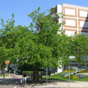 Maulbeerbaum und Blumenuhr in Erkner
