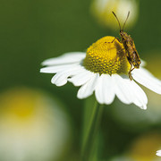 Gestalten mit Wildpflanzen