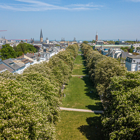 Poppelsdorfer Allee im Frühling