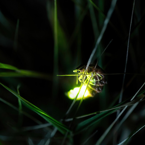 Glühwürmchen - Leuchtkäfer
