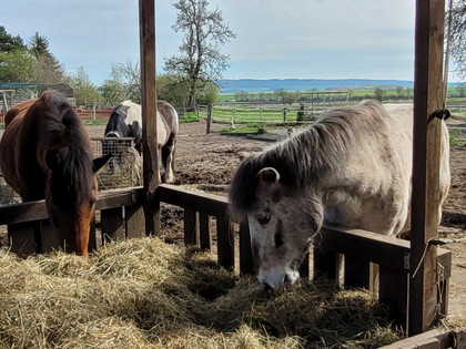 Reitstall Dettum 7.jpg