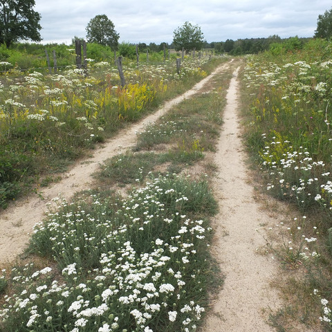 Döberitzer Heide, Juli 2019. Döberitzer Heide, Juli 2019.