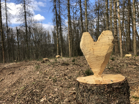 Kunst im Wald Ein Baumstumpf im Wald, in den ein herzförmiges Symbol geschnitzt wurde, umgeben von kahlen Bäumen.