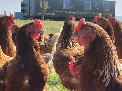 Geflügelparadies 3.jpg