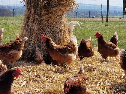 Geflügelparadies 5.jpg