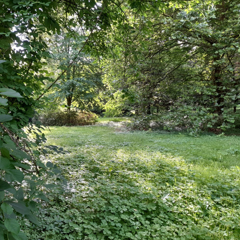 Forstbotanischer Garten.jpg