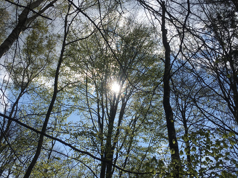 Baumwipfel Die Sonne scheint durch ein Blätterdach aus lichten Bäumen, der Himmel ist leicht bewölkt.