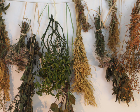 Kräuterwand Schloß Hirschgarten