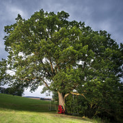 eiche-im-ohl_c__klaus-peter_kappest.jpg
