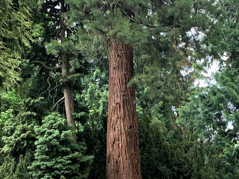 Sequoia MammutbaumSequoia treeSequoia