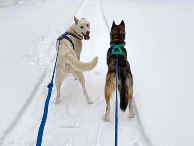 Husky-Trekking im Huy