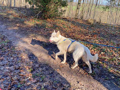 Husky-Trekking im Huy