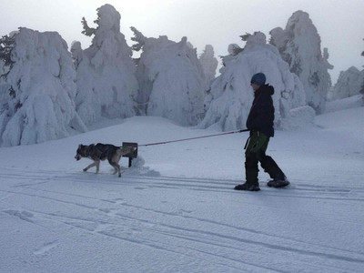 Husky-Trekking im Huy