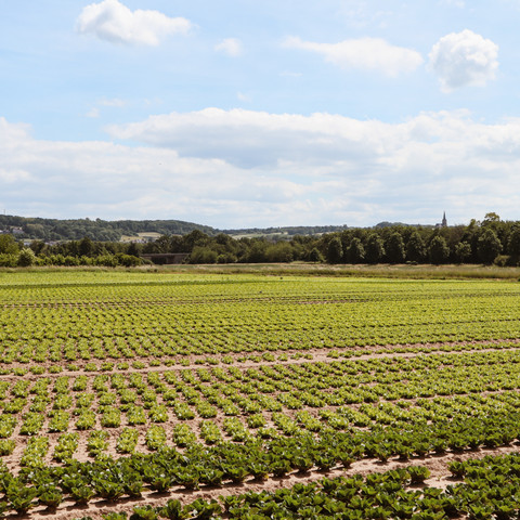 Obstanbau im Vorgebirge