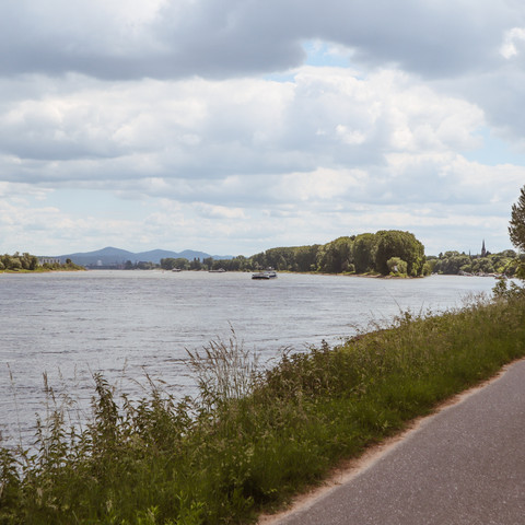 Rheinradweg bei Borheim-Hersel