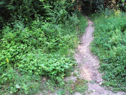 Salzgitter Höhenzug, Wanderweg 19 Aufstieg zum Kammweg