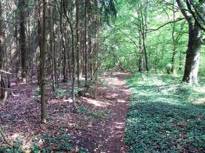 Salzgitter Höhenzug, Wanderweg 19 Kontrast Laub- und Nadelwald