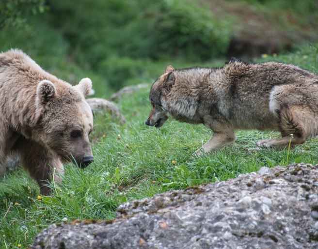 Baer-Wolf_Tierpark-Goldau.jpg