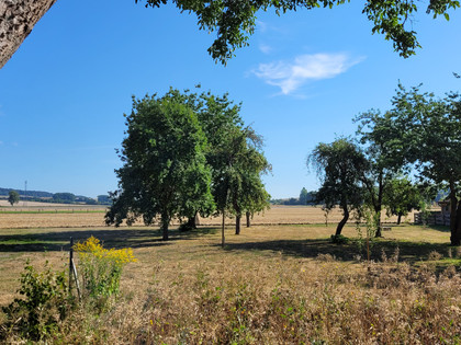 Obstgarten Warnetal 4.jpg