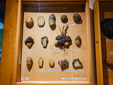 somso-museum-cr-sebastian-buff (2).jpg