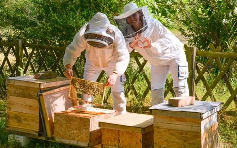 honeycomb removal Wabenentnahmehoneycomb removal