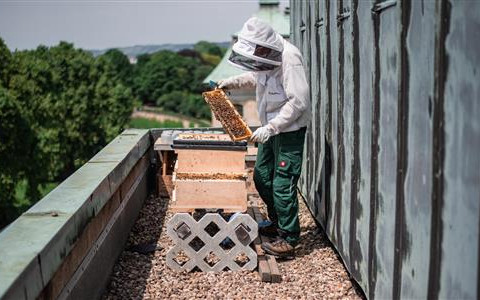 honeycomb removal Wabenentnahme auf dem Dach des Bilderberg Bellevue Hotels DresdenHoneycomb removal on the roof of the Bilderberg Bellevue Hotel in Dresden
