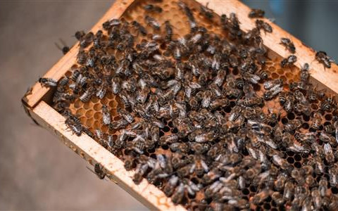Bees Bienen auf einer HonigwabeBees on a honeycomb