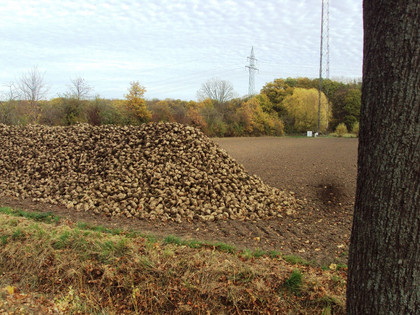 Zuckerrübenberg nahe Salzgitter-Flachstöckheim