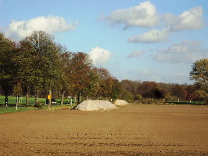 Zuckerrübenfeld bei Salzgitter-Groß Mahner