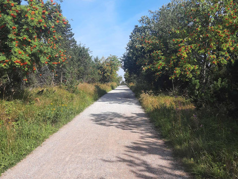 Waldwege um Kahleberg (1)