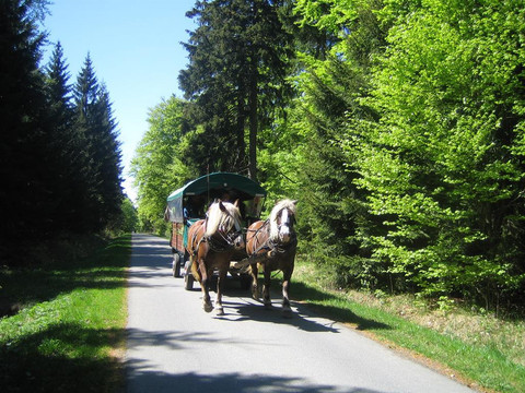 mit dem Kremser durch den Holzhauer Wald