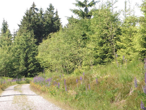 Wanderweg zur Schutzhütte an der Talsperre