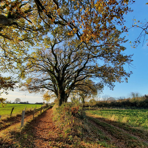 2020 Waabs Herbst (18).jpg