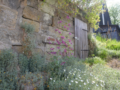 verwunschener Garten