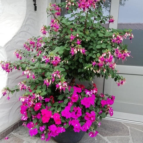 Blumenpracht