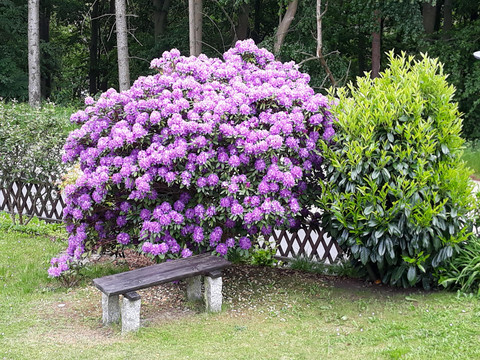 Blick in den Garten