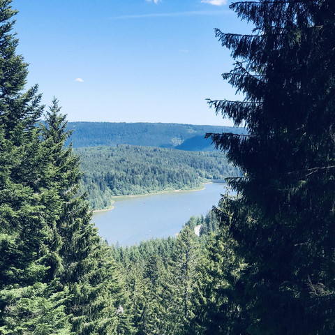 Schwarzwaldlandschaft