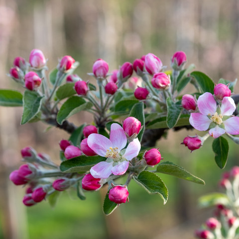 Apfelblüte Apfelblüte