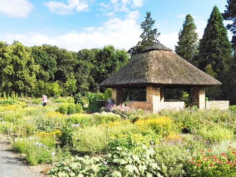 Sammlung einjähriger Sommerblumen