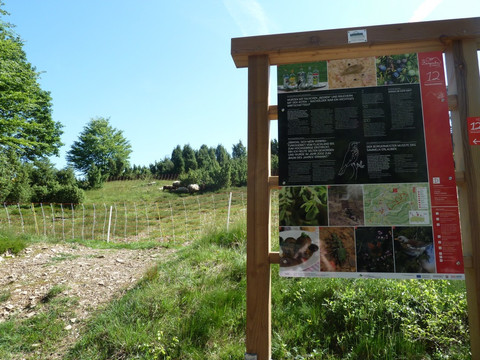 Wacholderweg <p>Infotafel am Waldrand, dahinter eine Weide mit grasenden Tieren unter klarem Himmel.</p>