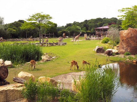Kiwara savannah at Leipzig Zoo - Tierisches Leipzig A true-to-life savannah landscape with Rothschild giraffes, Grévy zebras, antelopes, ostriches and gazelles, family, children, leisure, excursion