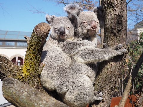 Koalaweibchen mit Jungtier im Zoo Leipzig - Tierisches Leipzig Ein Koalaweibchen trägt ihr Jungtier auf dem Rücken und hält sich an einem Baum im Außengehege des Zoo Leipzig fest, Familie, Kinder, Freizeit, Ausflug