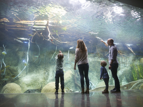 Eine Familie steht vor dem Panoramabecken im sanierten Aquarium