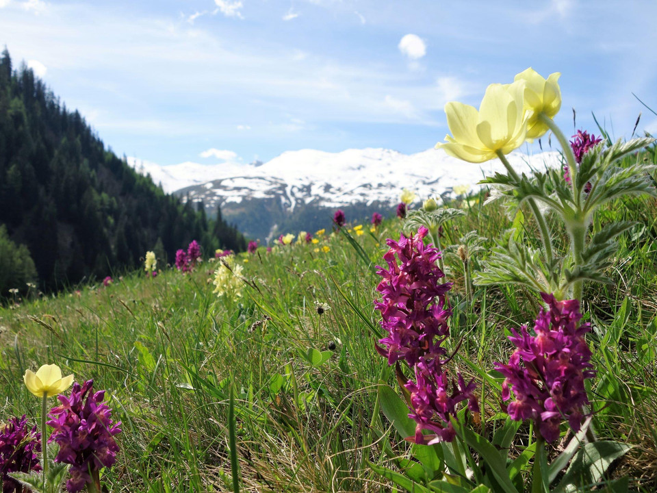 Frühlingsblumen Obergoms